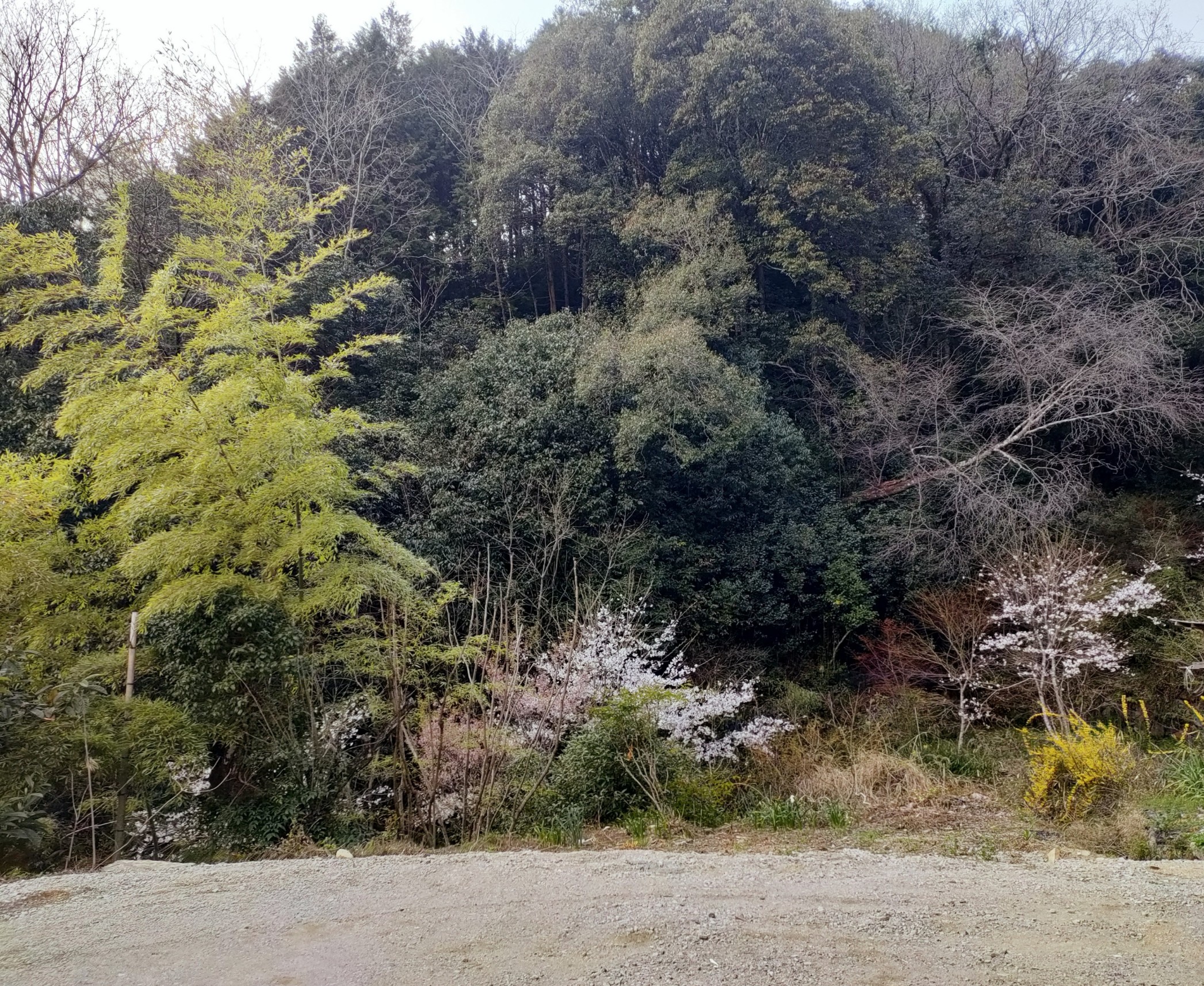庭.jpg
