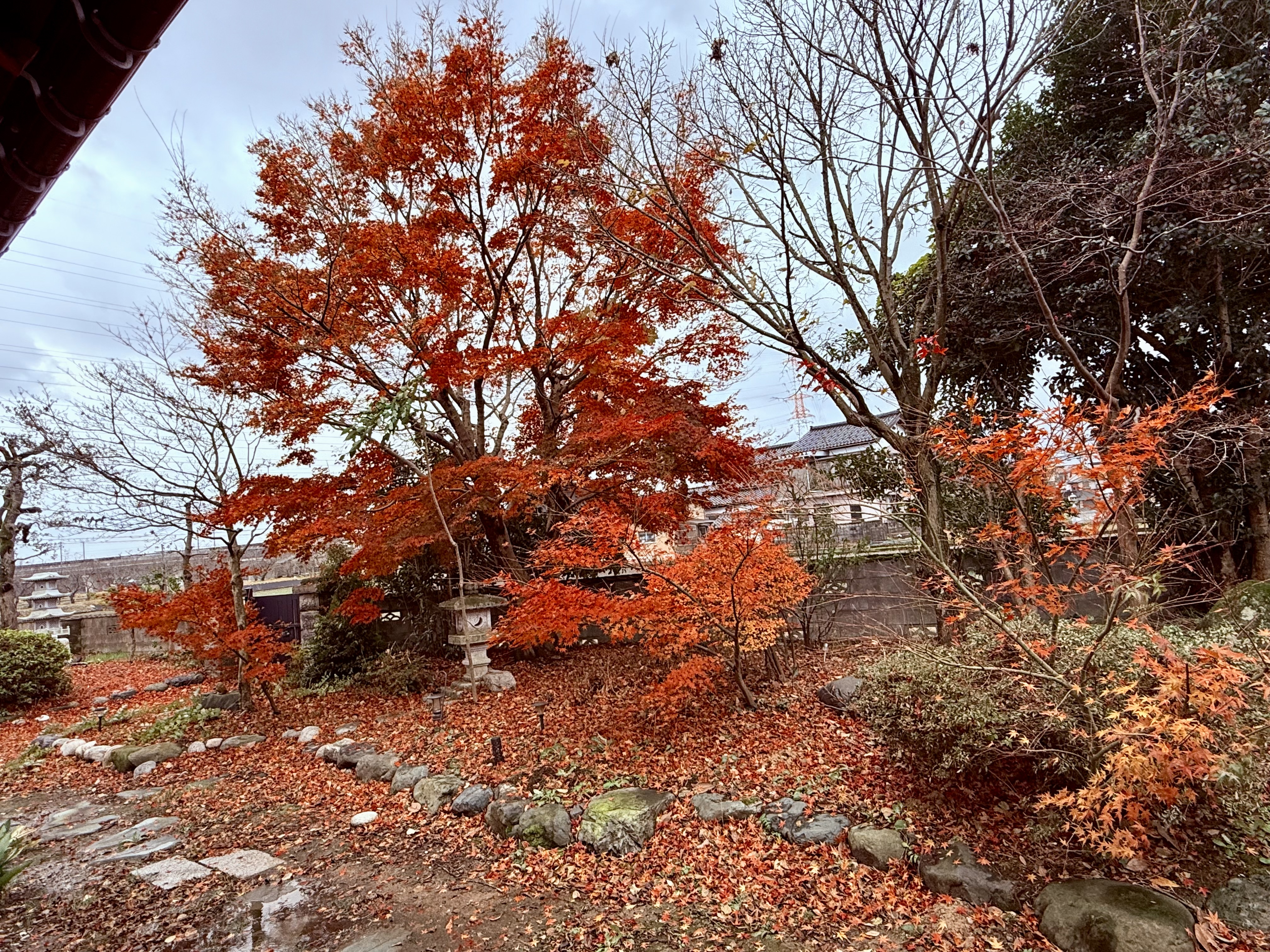 IMG_3008.jpeg